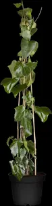Hedera colchica 'Sulphur Heart'
