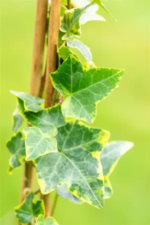 HEDERA GOLDCHILD 4L - image 4