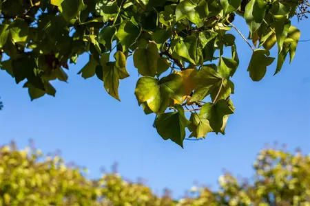 Hedera hel. 'Arborescens' - 2 Ltr pot - image 2