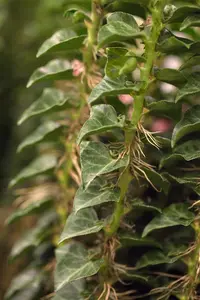 Hedera hel. 'Erecta'