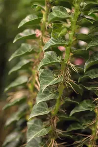 Hedera hel. 'Erecta' - 2 Ltr pot