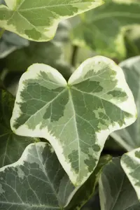 Hedera hel. 'Eva' - 60-80 CM C2