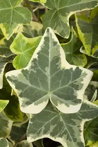 Hedera hel. 'Glacier'