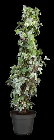 Hedera hel. 'Glacier' - 125-150  CM C7.5 - image 2