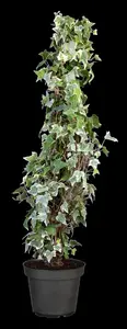 Hedera hel. 'Glacier' - 100-125 CM C5 / 5 CANES - image 2