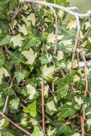 Hedera hel. 'Goldheart' - 2 Ltr, single cane - image 1