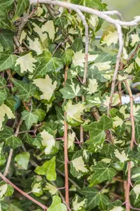 Hedera hel. 'Goldheart'