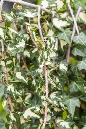 Hedera hel. 'Goldheart' - 2 Ltr, single cane - image 2