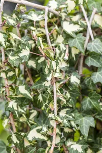 Hedera hel. 'Goldheart' - 2 Ltr, single cane - image 2