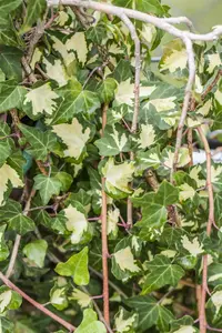 Hedera hel. 'Goldheart' - 150-175 CM C5 - image 5