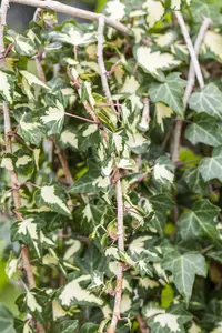 Hedera hel. 'Goldheart' - 150-175 CM C5 - image 2