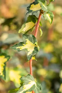 Hedera hel. 'Goldheart' - 150-175 CM C5 - image 5