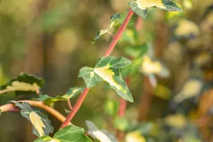 Hedera hel. 'Goldheart' - 2 Ltr, single cane - image 4