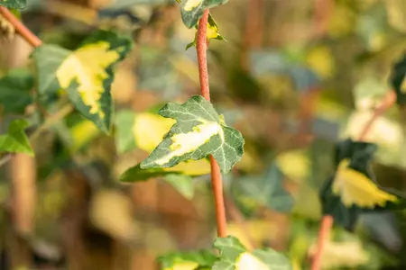 Hedera hel. 'Goldheart' - 2 Ltr, single cane - image 5