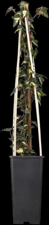 Hedera hel. 'Goldheart' - 2 Ltr, single cane - image 3