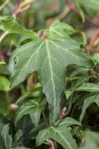 Hedera hel. 'Green Ripple'