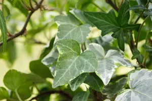 Hedera hel. 'Kolibri'