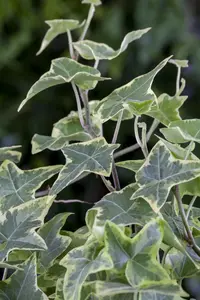 Hedera hel. 'Little Diamond' - P13 - image 2