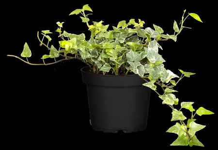 Hedera hel. 'Little Diamond' - P13 - image 2