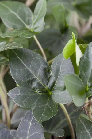 Hedera hel. 'Plattensee' - 2 Ltr, single cane
