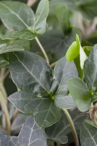 Hedera hel. 'Plattensee'