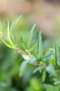 Hedera hel. 'Sagittifolia' - P9 - image 3