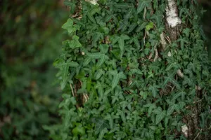 Hedera hel. 'Sagittifolia'