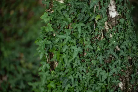 Hedera hel. 'Sagittifolia' - 40-60 CM C2 - image 1