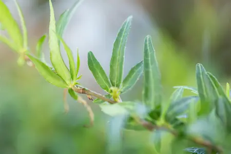 Hedera hel. 'Sagittifolia' - P9 - image 5