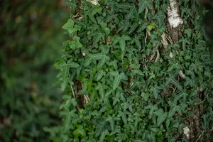 Hedera hel. 'Sagittifolia' - 80-100 CM C3 - image 4