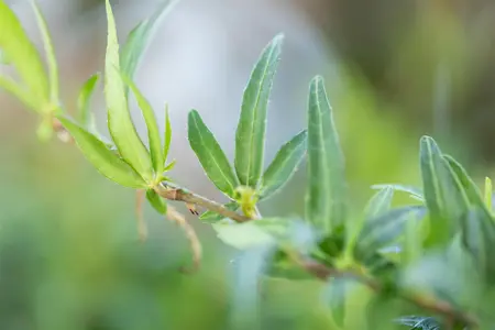 Hedera hel. 'Sagittifolia' - 80-100 CM C3 - image 4