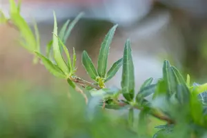 Hedera hel. 'Sagittifolia' - 2 Ltr, single cane - image 3