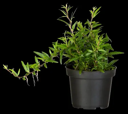 Hedera hel. 'Sagittifolia' - 40-60 CM C2 - image 2