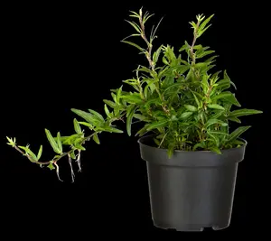 Hedera hel. 'Sagittifolia' - 150-175 CM C4 - image 2