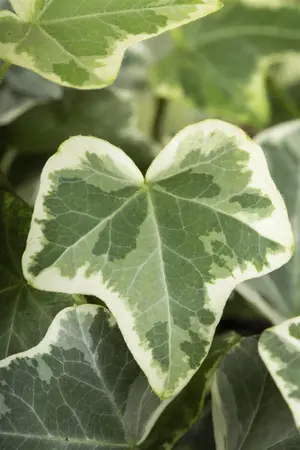 Hedera hel. 'Simone' - P9