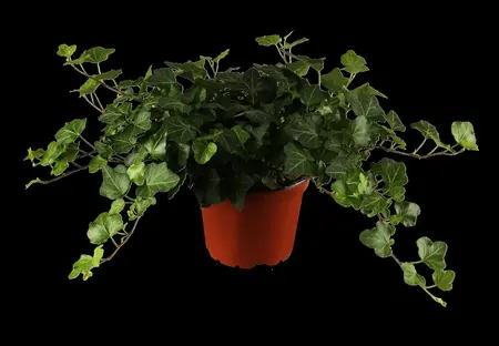 Hedera hel. 'Walthamensis' - P9 - image 2