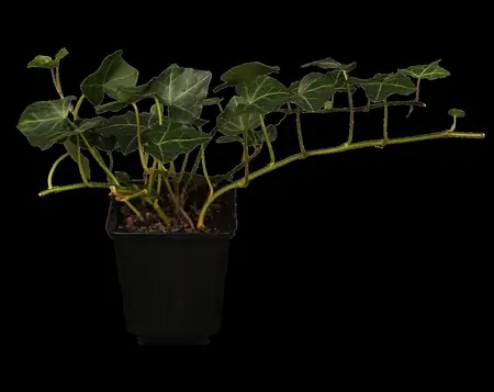 Hedera hel. 'Walthamensis' - P9 - image 5