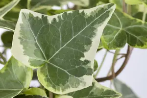 Hedera hel. 'White Wonder'