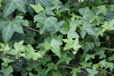 Hedera hel. 'Woerner' - INSTANT HEDGE 100H X 120W CM - image 2