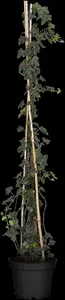Hedera hel. 'Woerner' - INSTANT HEDGE 200H X 120W CM - image 1