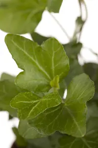 Hedera hel. 'Wonder' - P9 - image 4