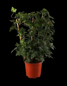 Hedera hel. 'Wonder' - P9 - image 2