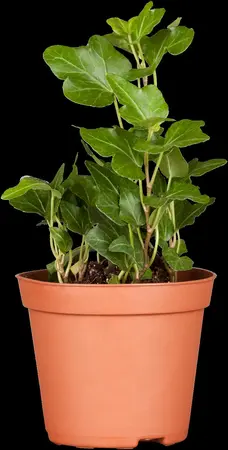 Hedera hel. 'Wonder' - P9 - image 3