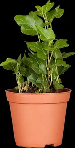 Hedera hel. 'Wonder' - P9 - image 3