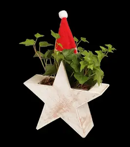 Hedera helix - 2 Ltr, single cane - image 4