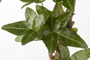 Hedera helix - 100-125 CM C2 + CANE - image 2