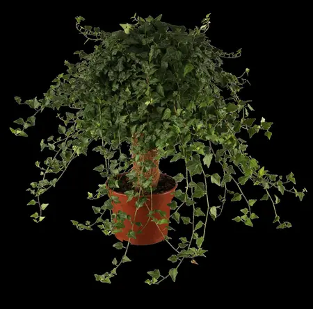 Hedera helix - 100-125 CM C5 / 5 CANES - image 3