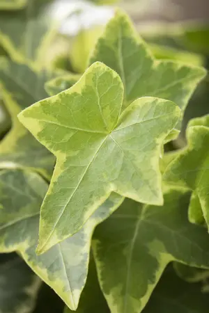 Hedera helix 'Goldchild' - 125-150 CM C2 CANE - image 2