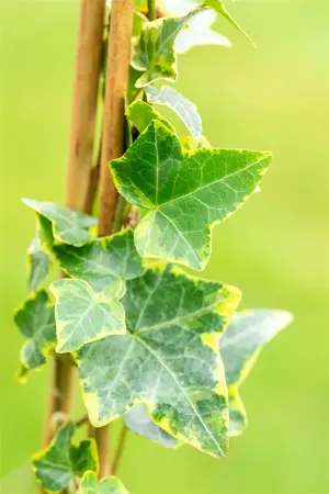 Hedera helix 'Goldchild' - 125-150 CM C2 CANE - image 4