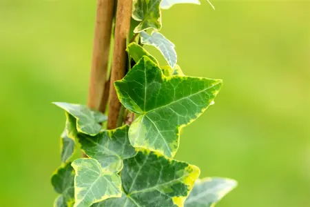 Hedera helix 'Goldchild' - 125-150 CM C2 CANE - image 3